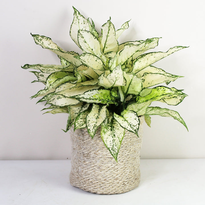 Aglaonema White Kiwi L Foliage Dreams