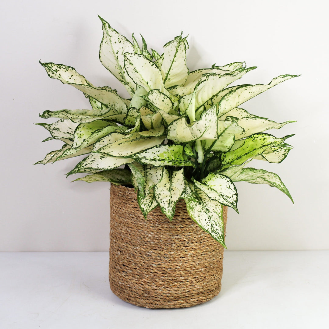 Aglaonema White Kiwi L Foliage Dreams