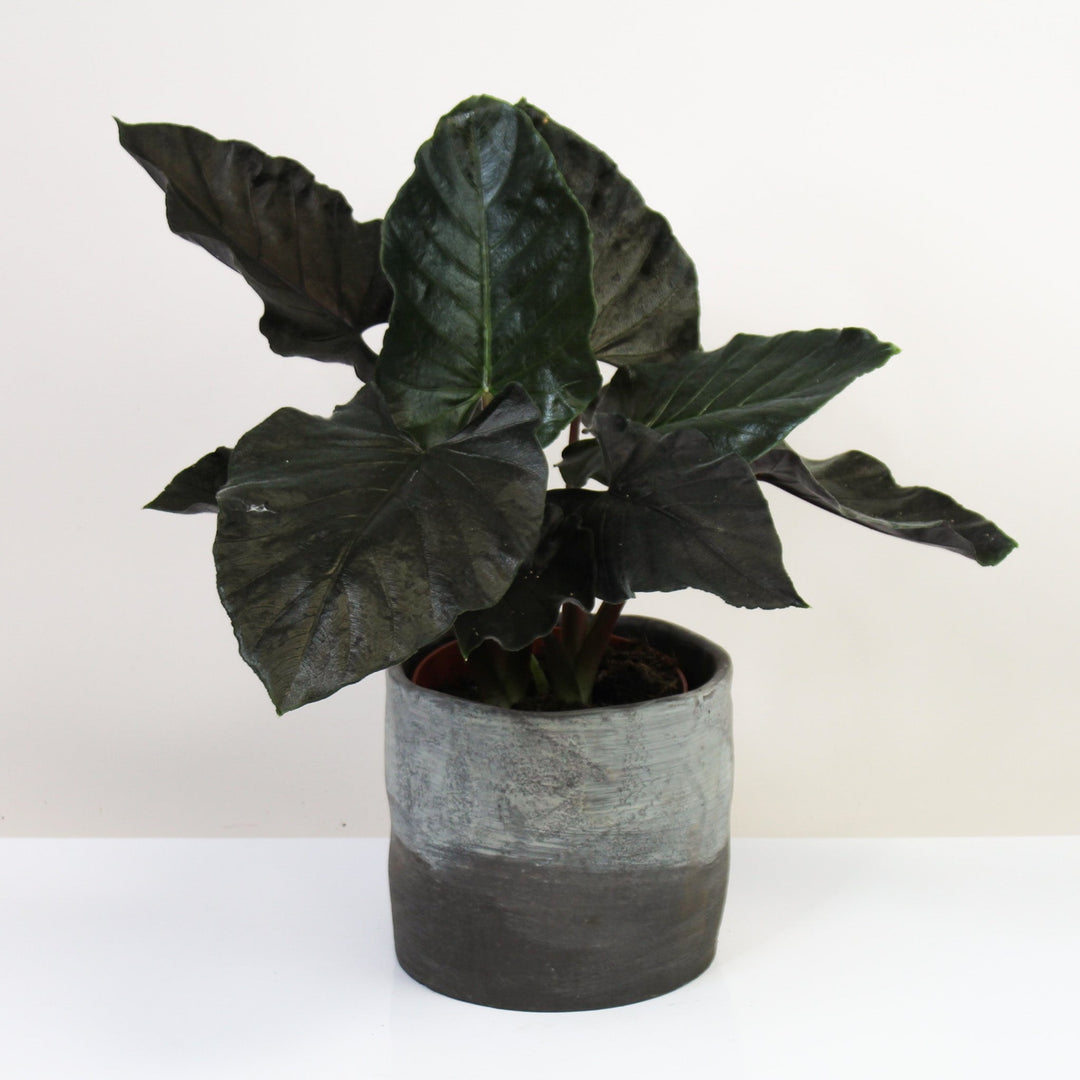 Alocasia Antoro Velvet L Foliage Dreams