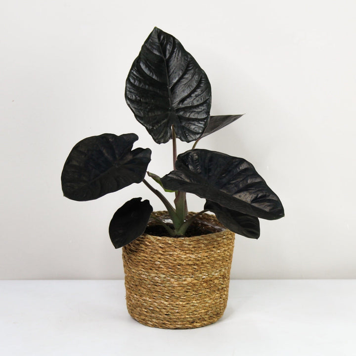 Alocasia Black Magic Foliage Dreams