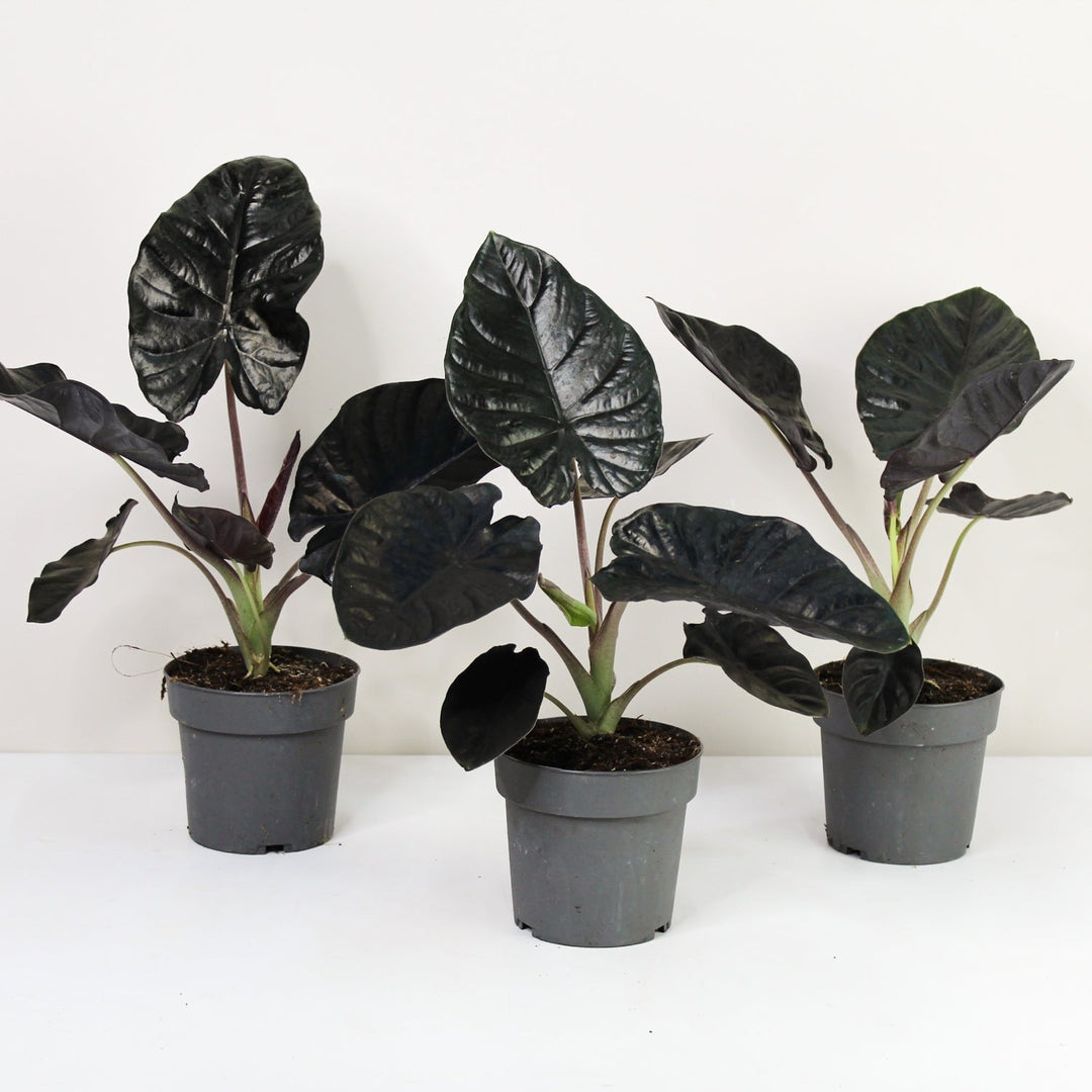Alocasia Black Magic Foliage Dreams