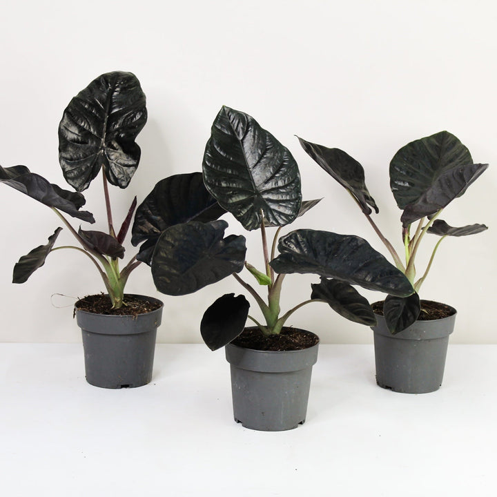 Alocasia Black Magic Foliage Dreams