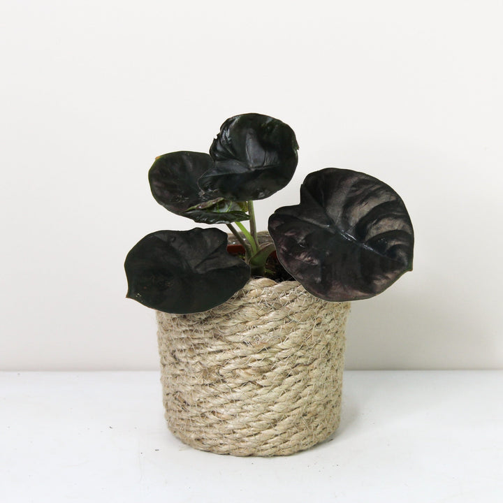 Alocasia Black Magic S Foliage Dreams