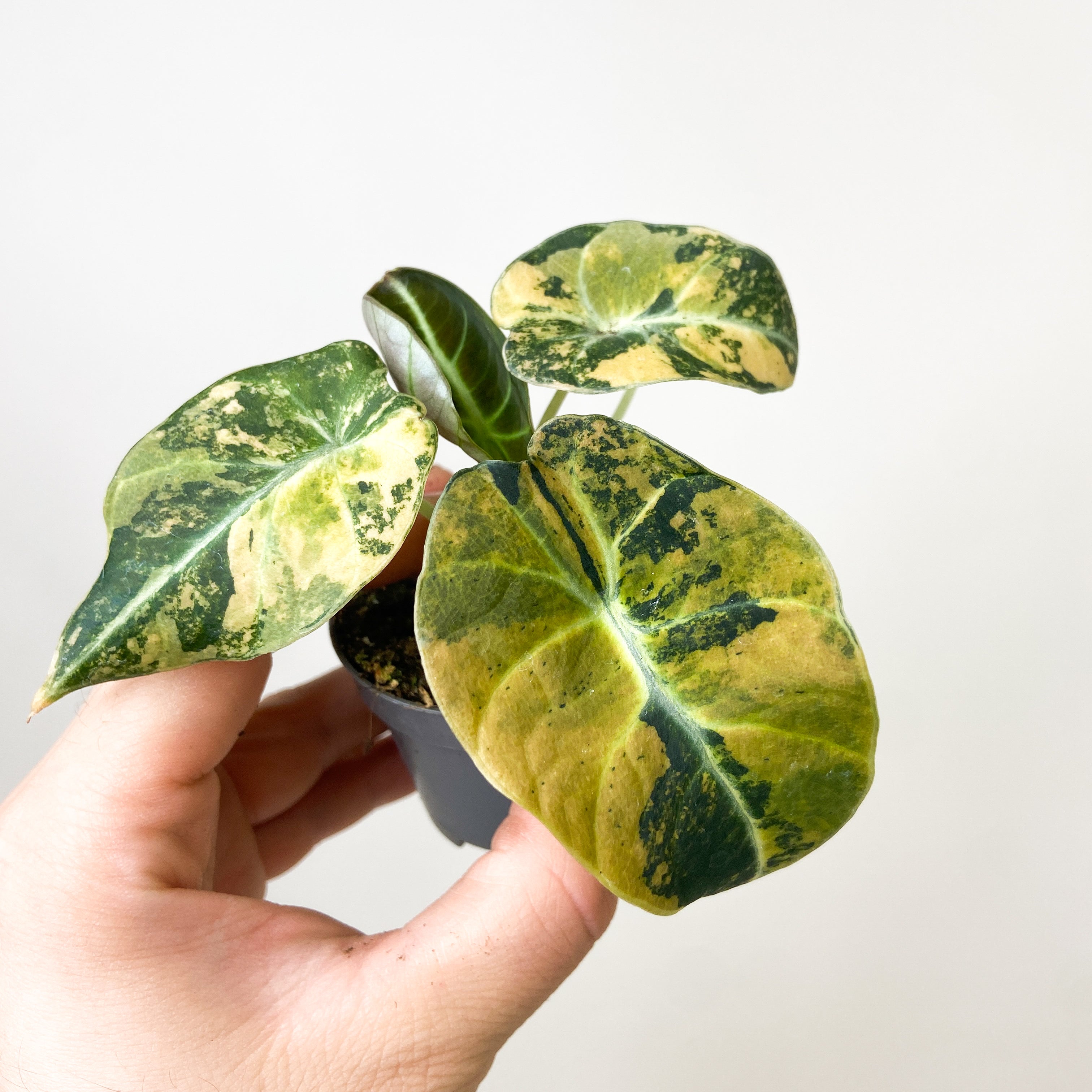 alocasia black velvet variegata Alocasia Black Velvet Gold Aurea Variegata – Foliage Dreams
