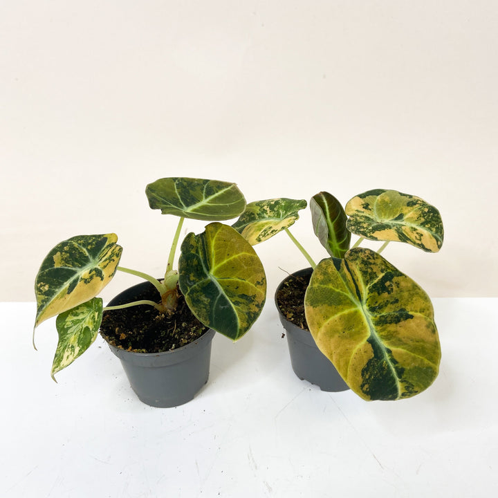Alocasia Black Velvet Gold Aurea Variegata Foliage Dreams