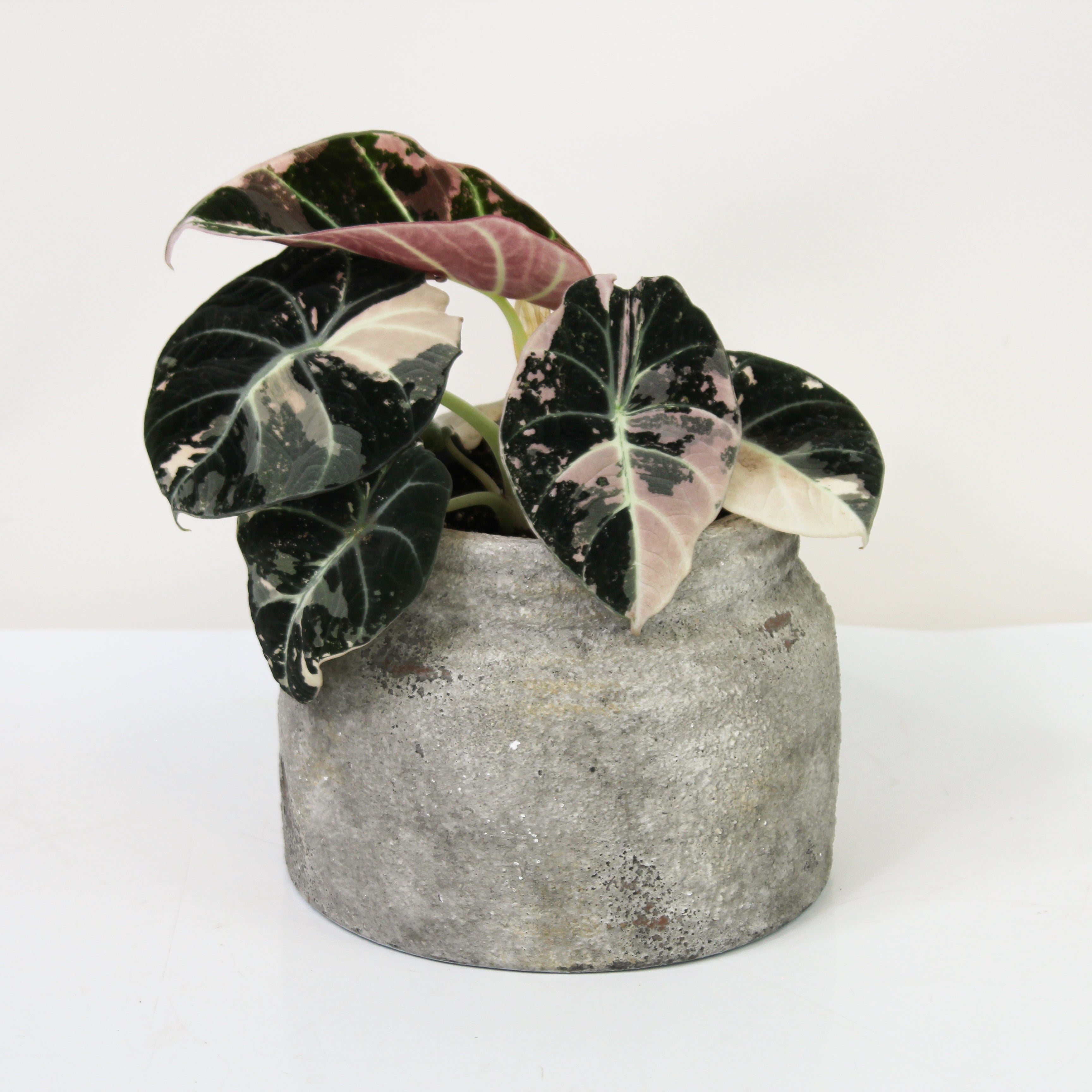 Alocasia Black Velvet Pink Variegata – Foliage Dreams