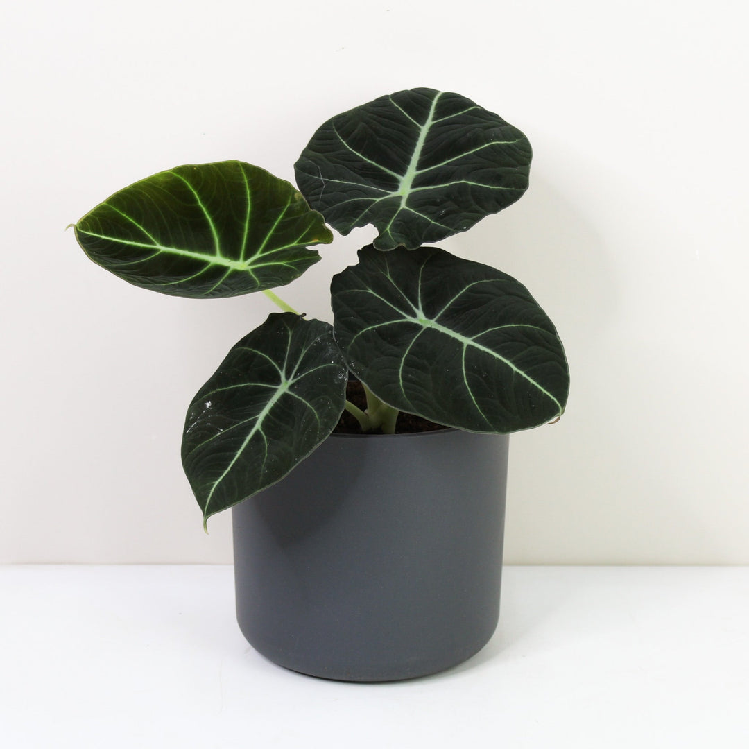 Alocasia Black Velvet Foliage Dreams