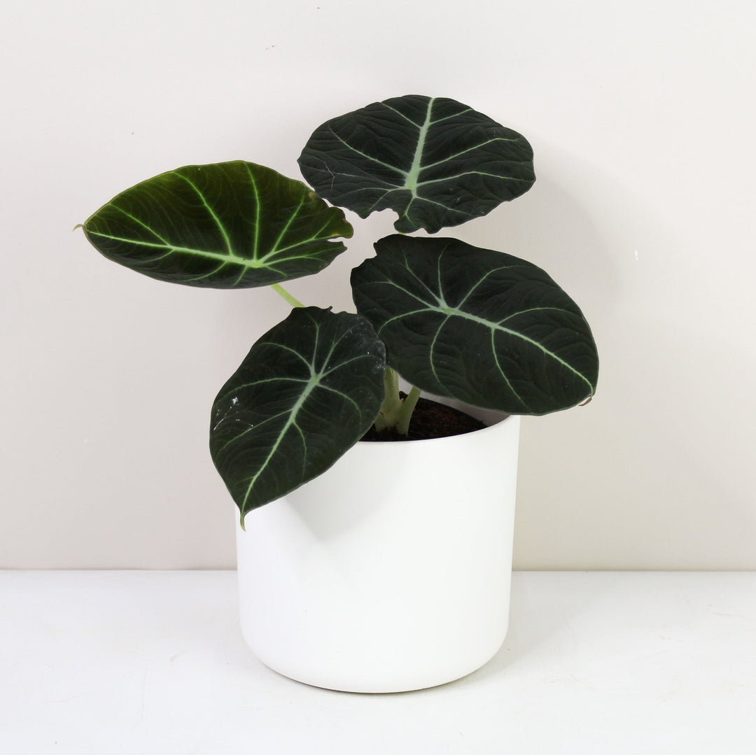Alocasia Black Velvet Foliage Dreams