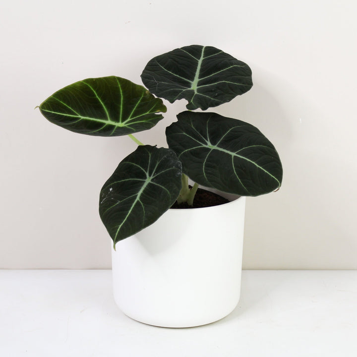 Alocasia Black Velvet Foliage Dreams