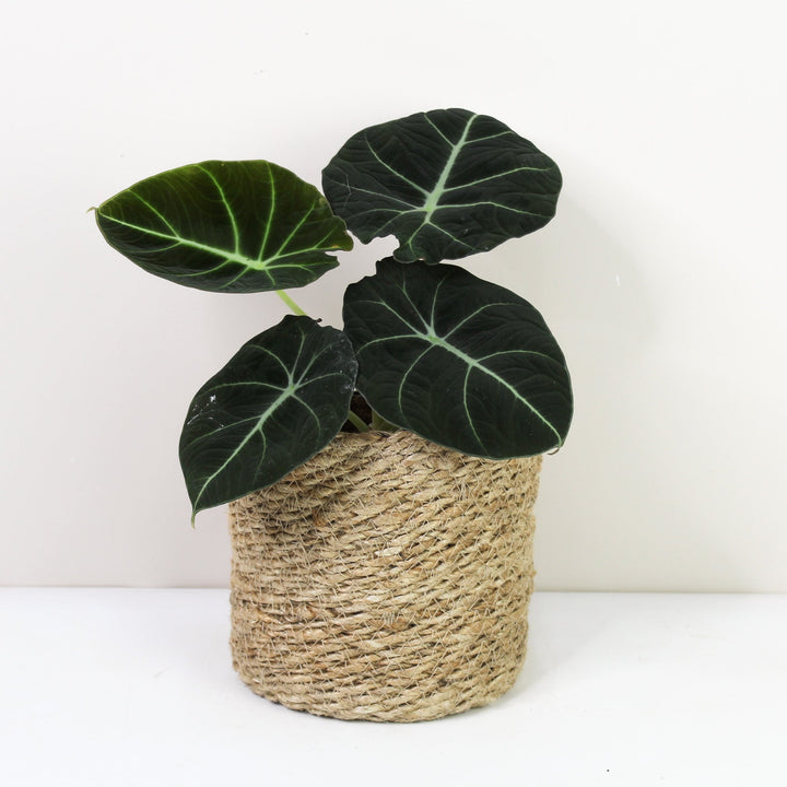 Alocasia Black Velvet Foliage Dreams