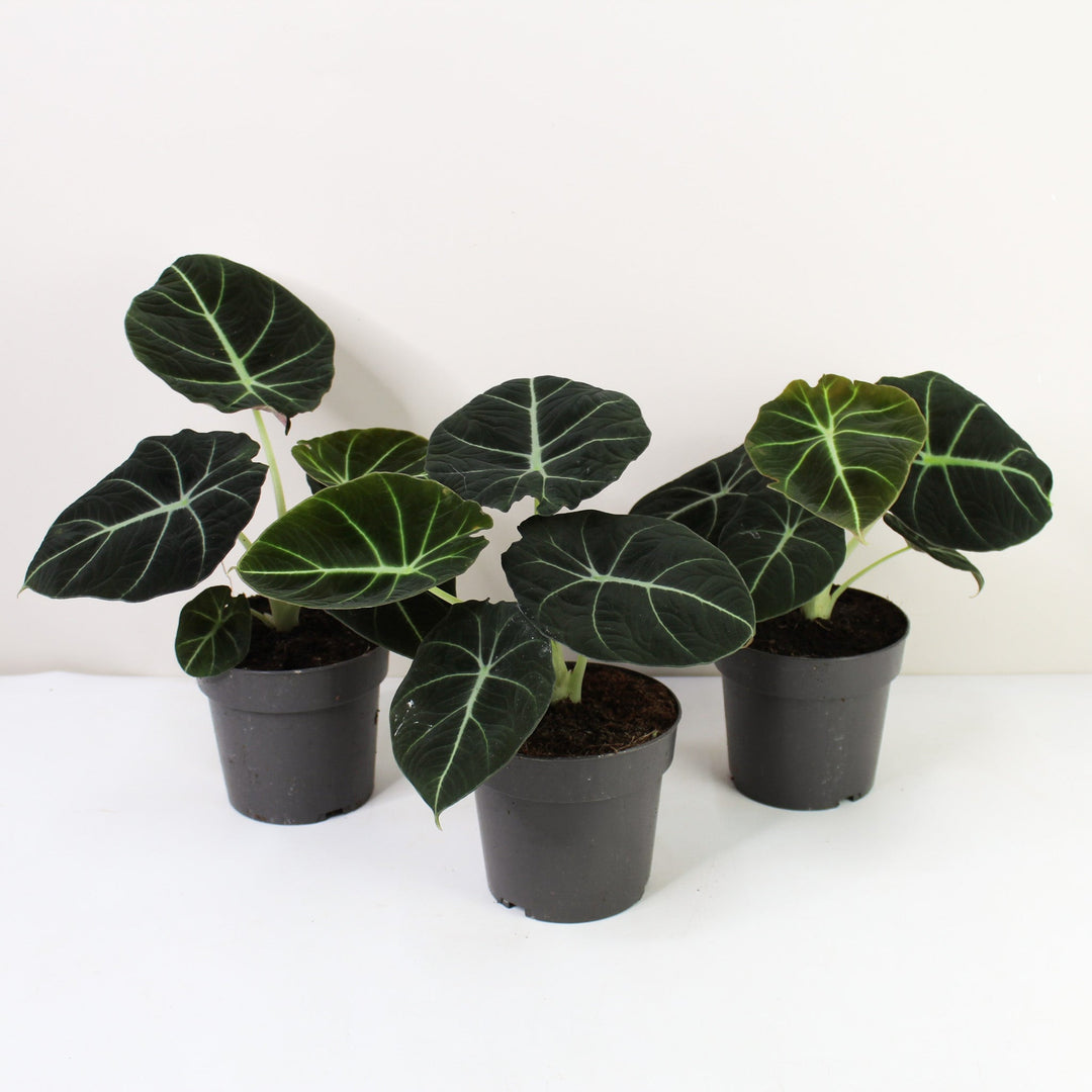 Alocasia Black Velvet Foliage Dreams