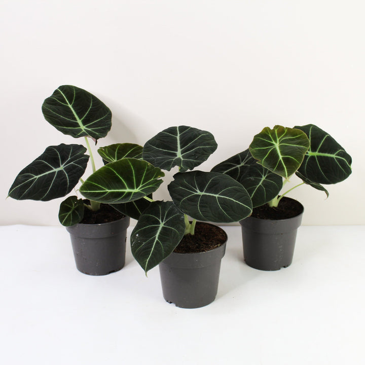 Alocasia Black Velvet Foliage Dreams