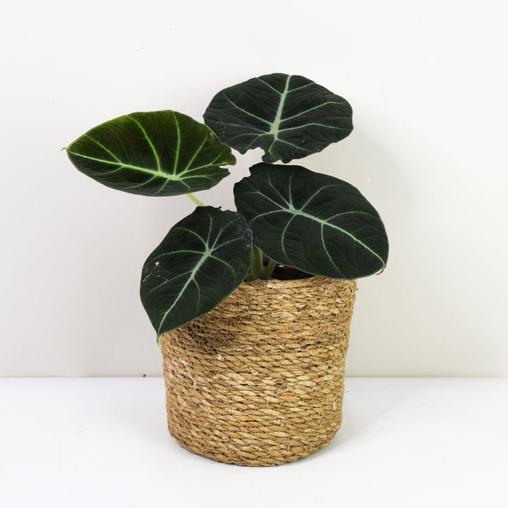 Alocasia Black Velvet L Foliage Dreams