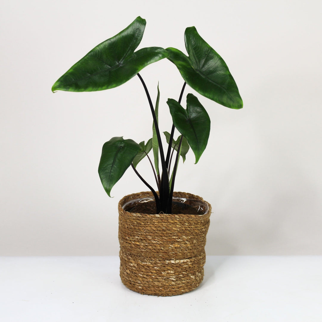 Alocasia Black Zebrina Foliage Dreams