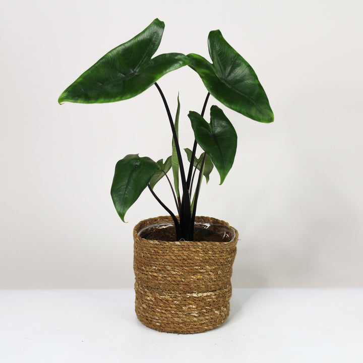 Alocasia Black Zebrina Foliage Dreams