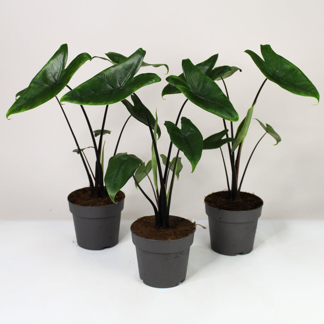 Alocasia Black Zebrina Foliage Dreams