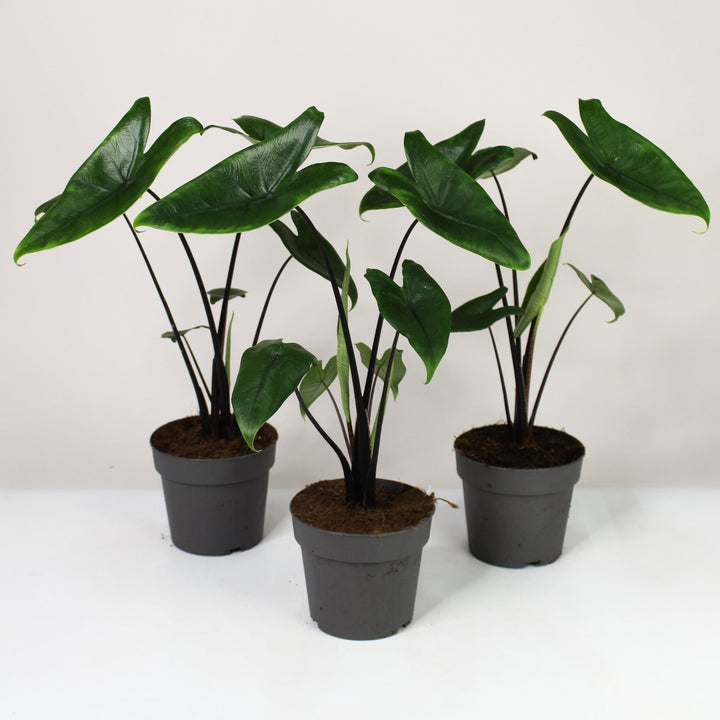 Alocasia Black Zebrina Foliage Dreams