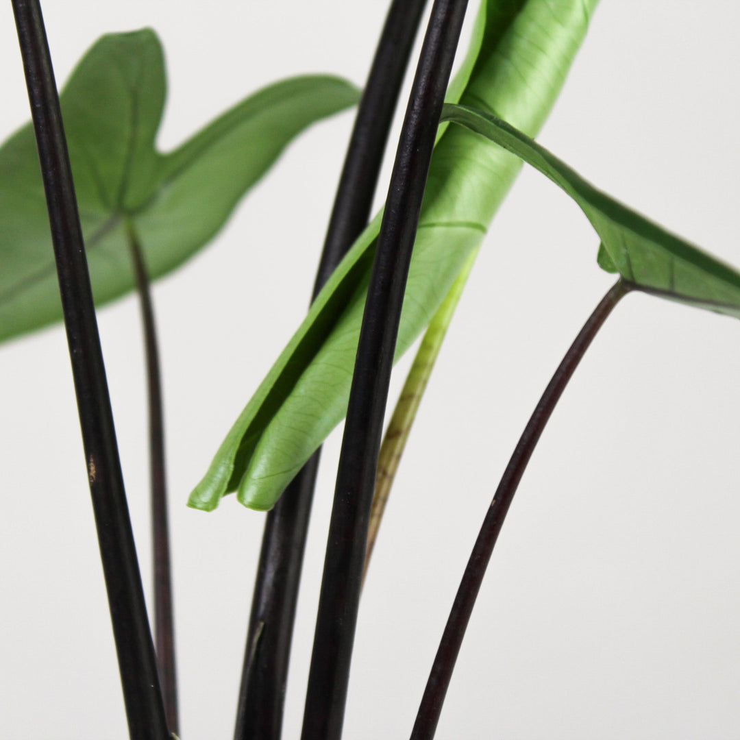 Alocasia Black Zebrina Foliage Dreams