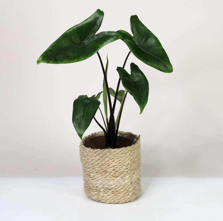 Alocasia Black Zebrina Foliage Dreams
