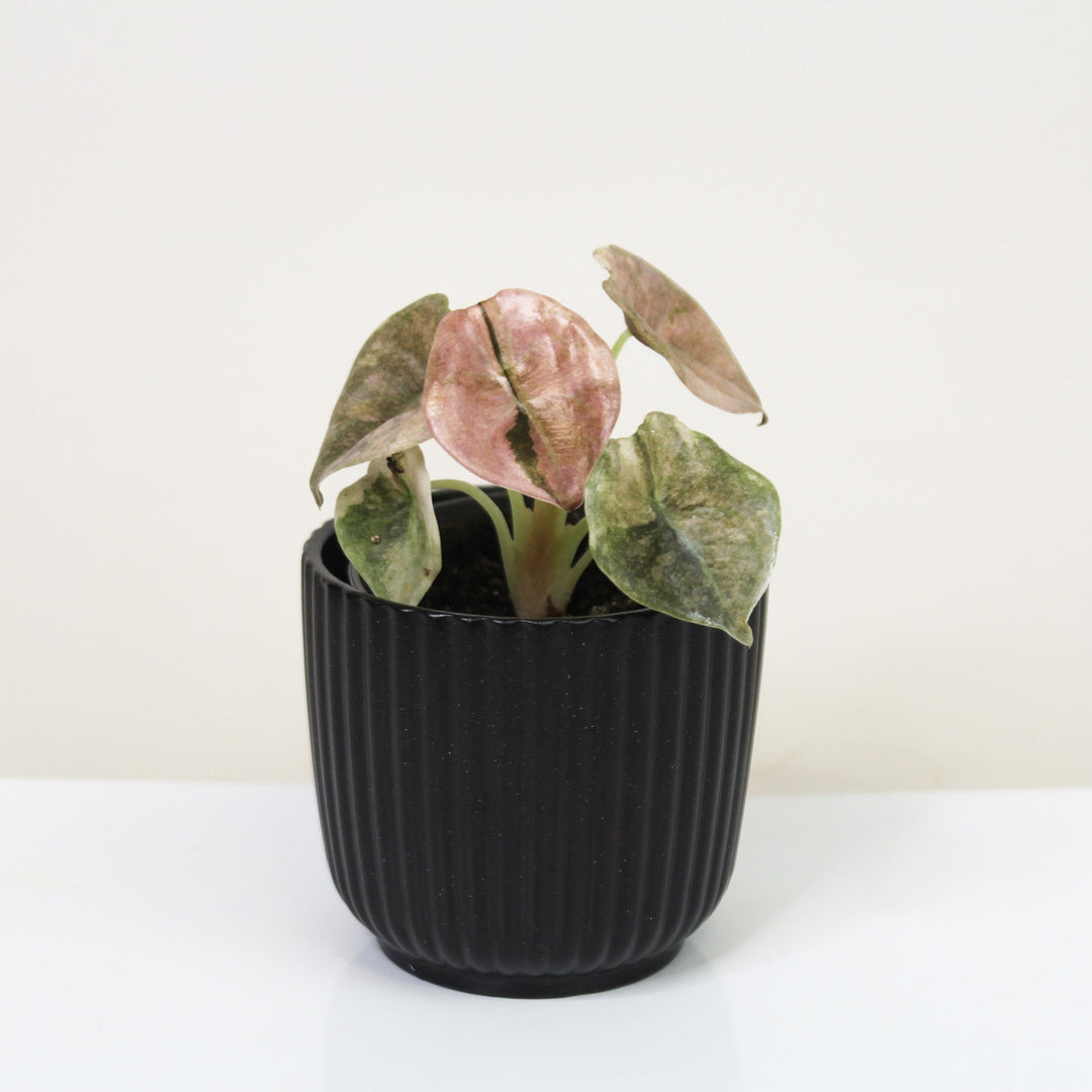 Alocasia Cuprea Variegata - Babypflanze Foliage Dreams