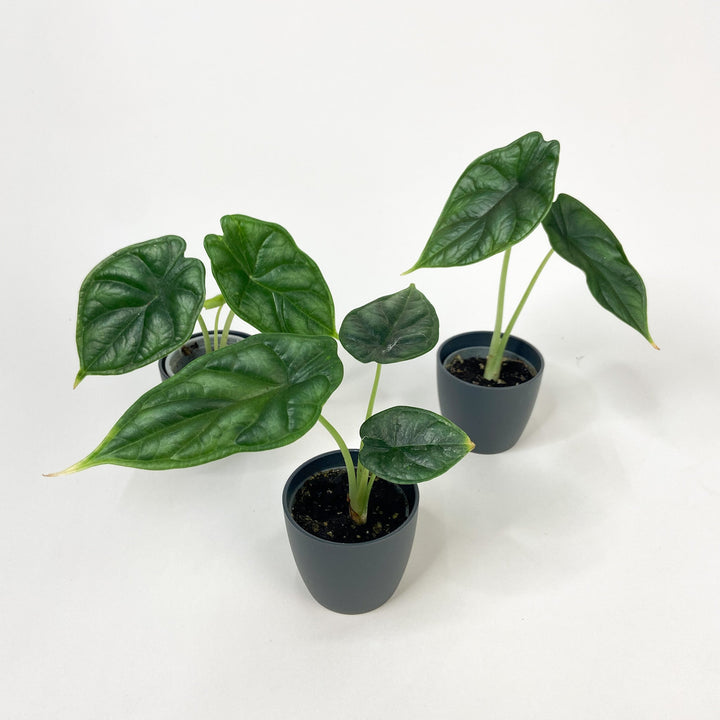 Alocasia Dragon Scale - Babypflanze Foliage Dreams