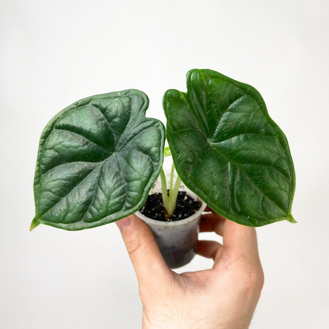 Alocasia Dragon Scale - Babypflanze Foliage Dreams