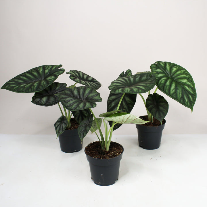 Alocasia Dragon Scale (Elefantenohr) Foliage Dreams