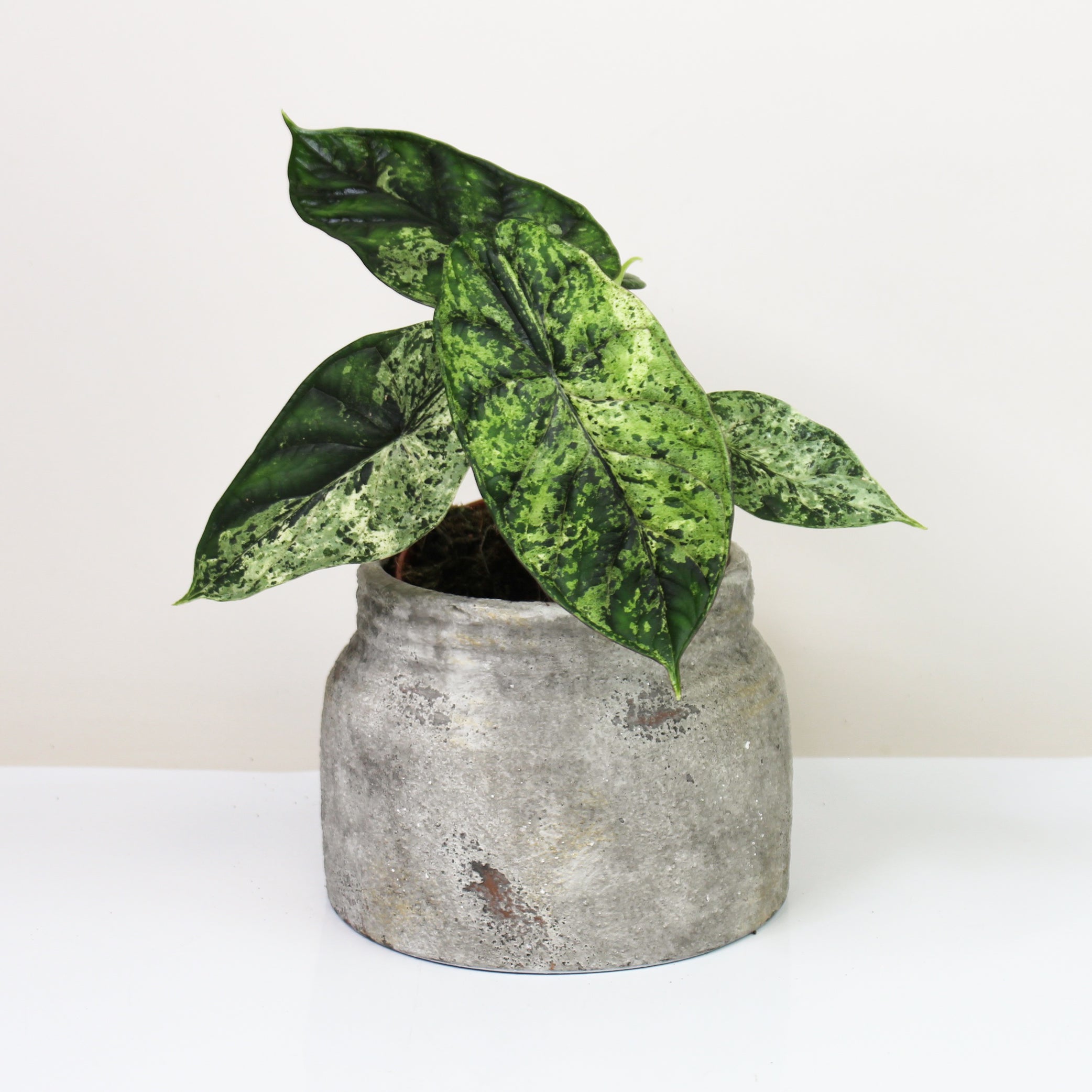 Alocasia Dragon scale mint NO2 大株 Alocasia Dragon scale mint NO2