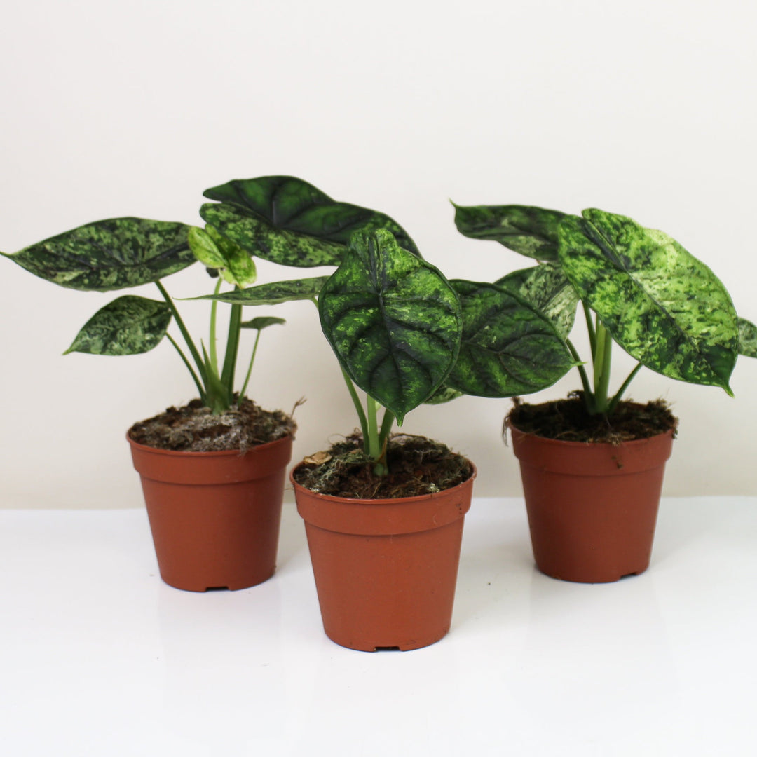Alocasia Dragon Scale Mint Foliage Dreams