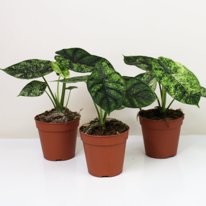 Alocasia Dragon Scale Mint Foliage Dreams