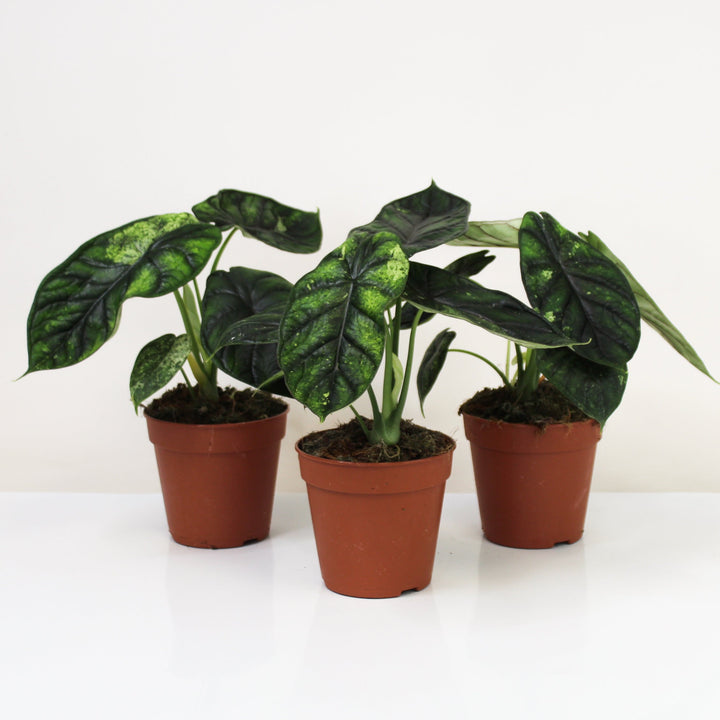 Alocasia Dragon Scale Mint Foliage Dreams