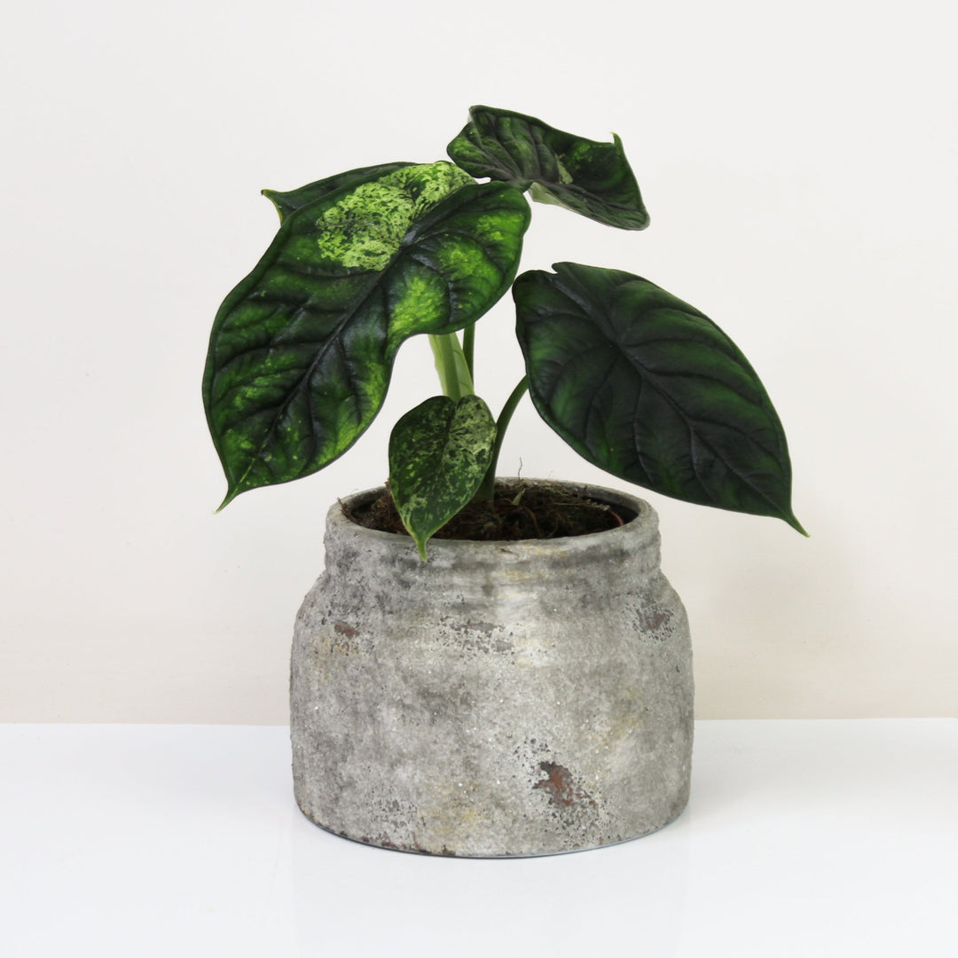 Alocasia Dragon Scale Mint Wenig Foliage Dreams