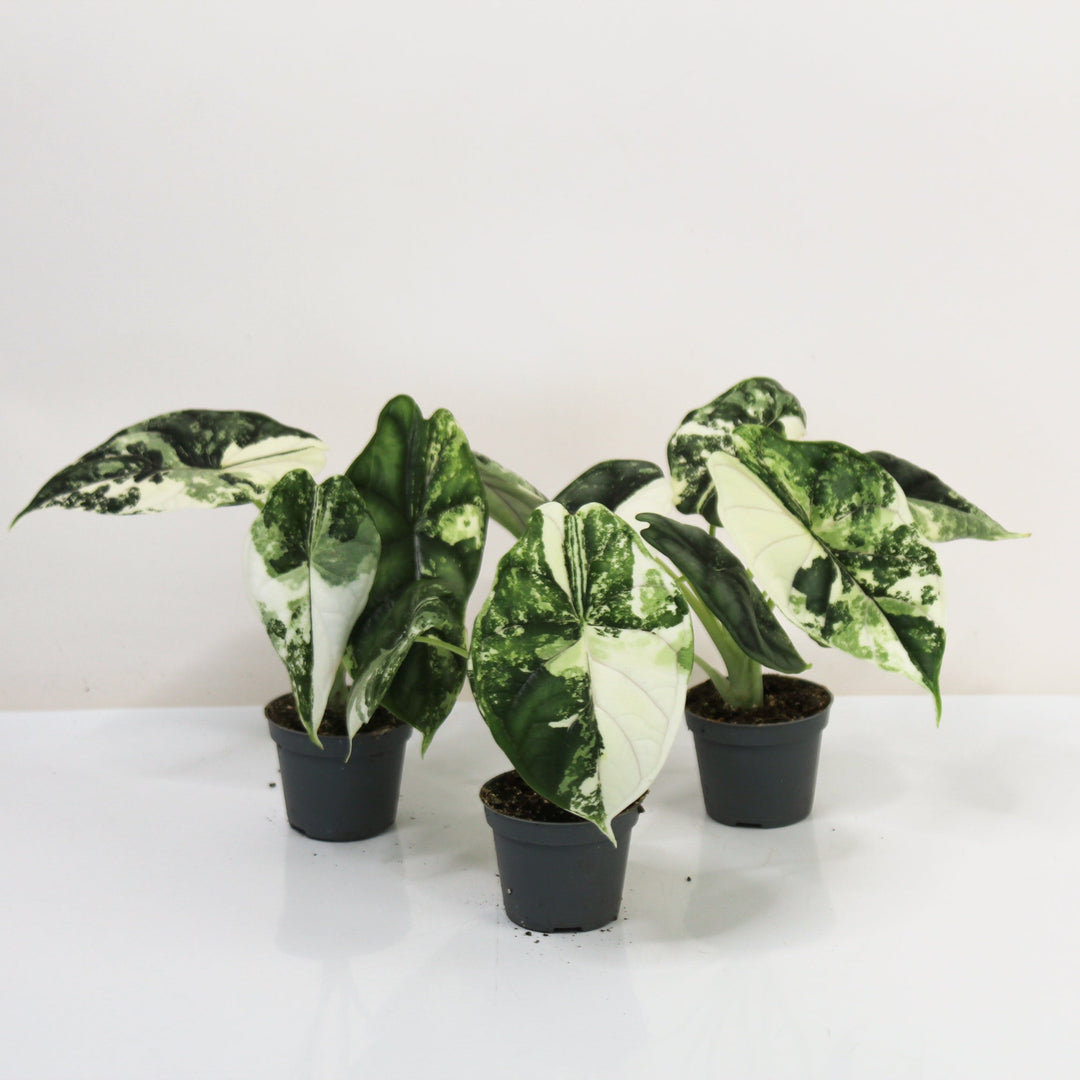Alocasia Dragon Scale Variegata - Babypflanze Foliage Dreams