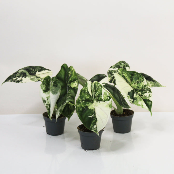 Alocasia Dragon Scale Variegata - Babypflanze Foliage Dreams