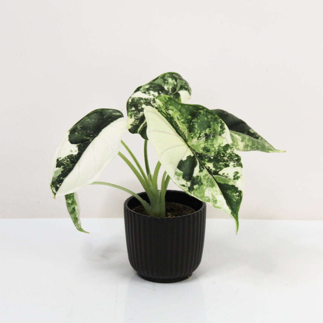 Alocasia Dragon Scale Variegata - Babypflanze Foliage Dreams