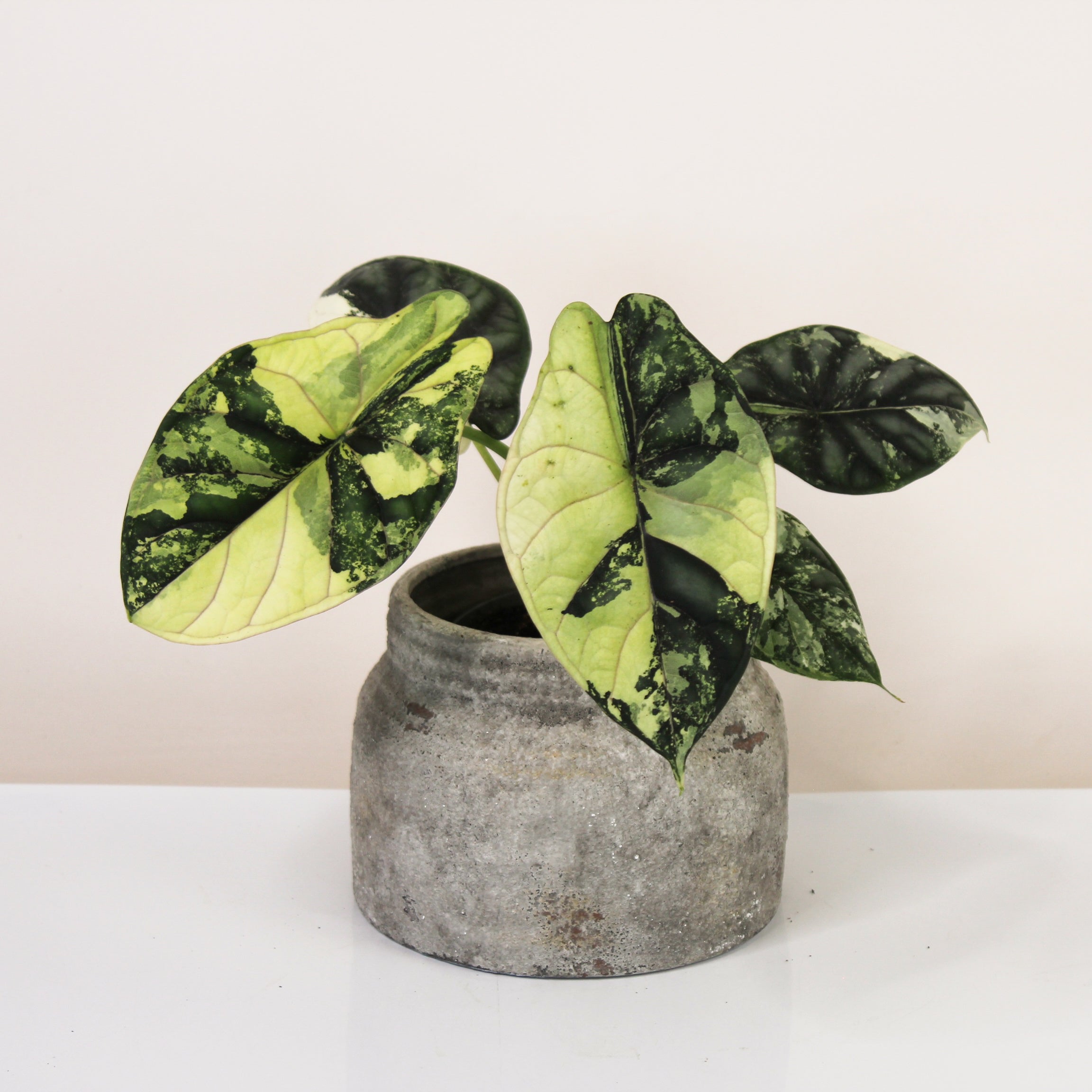 Alocasia Dragon Scale Variegata – Foliage Dreams