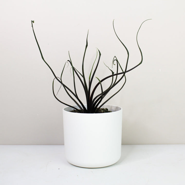 Alocasia Flying Squid Foliage Dreams