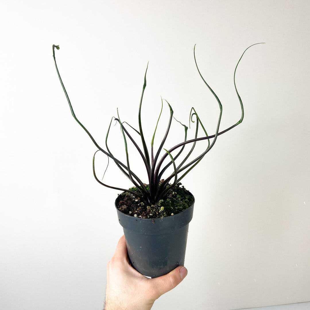 Alocasia Flying Squid Foliage Dreams