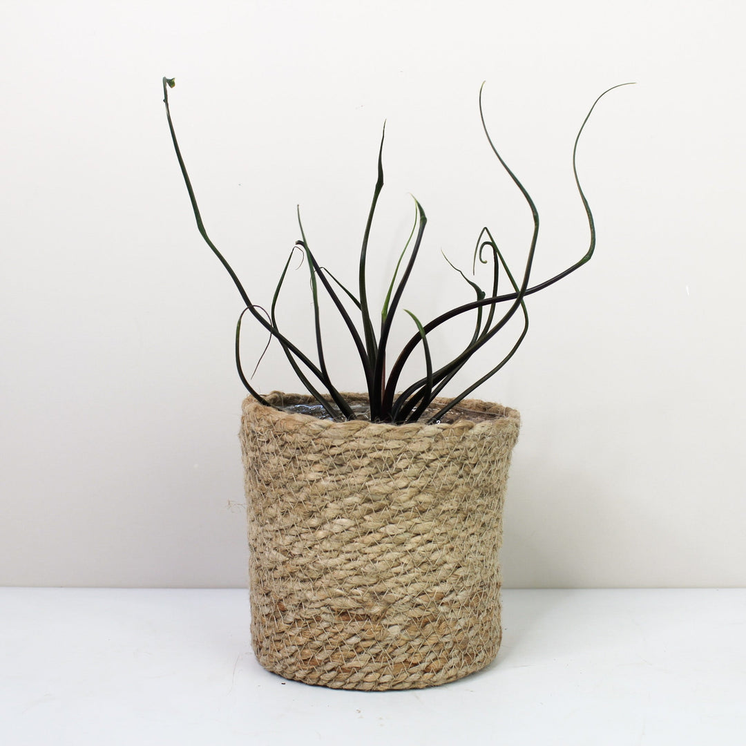 Alocasia Flying Squid Foliage Dreams