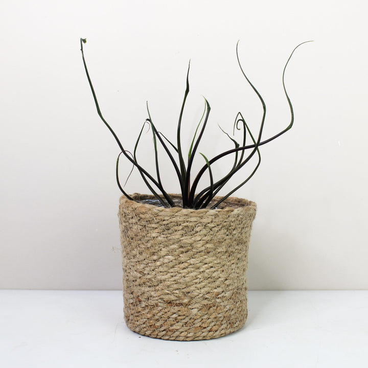 Alocasia Flying Squid Foliage Dreams