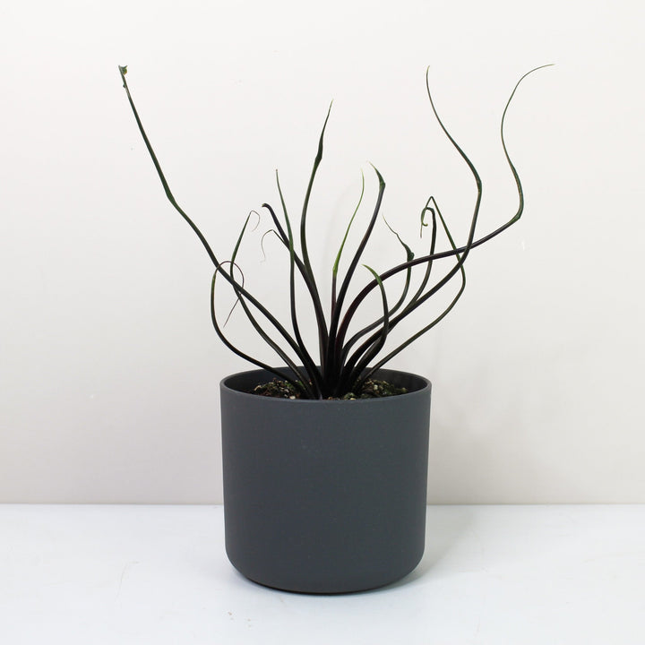 Alocasia Flying Squid Foliage Dreams