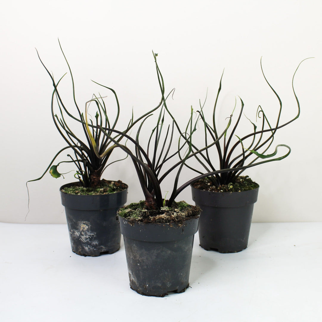 Alocasia Flying Squid Foliage Dreams