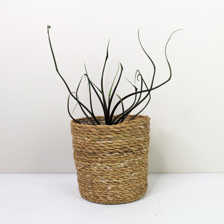 Alocasia Flying Squid Foliage Dreams