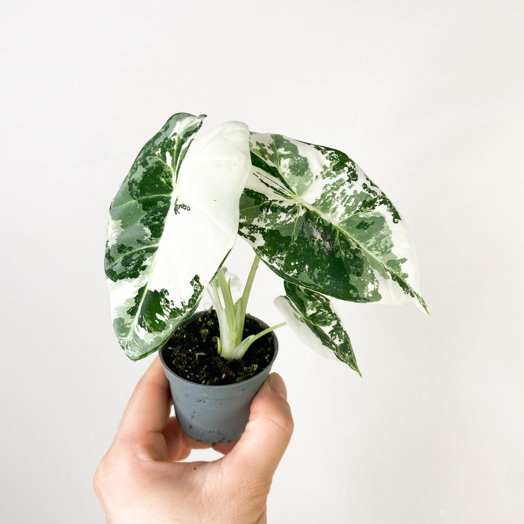 Alocasia Frydek Variegata - Babypflanze Foliage Dreams