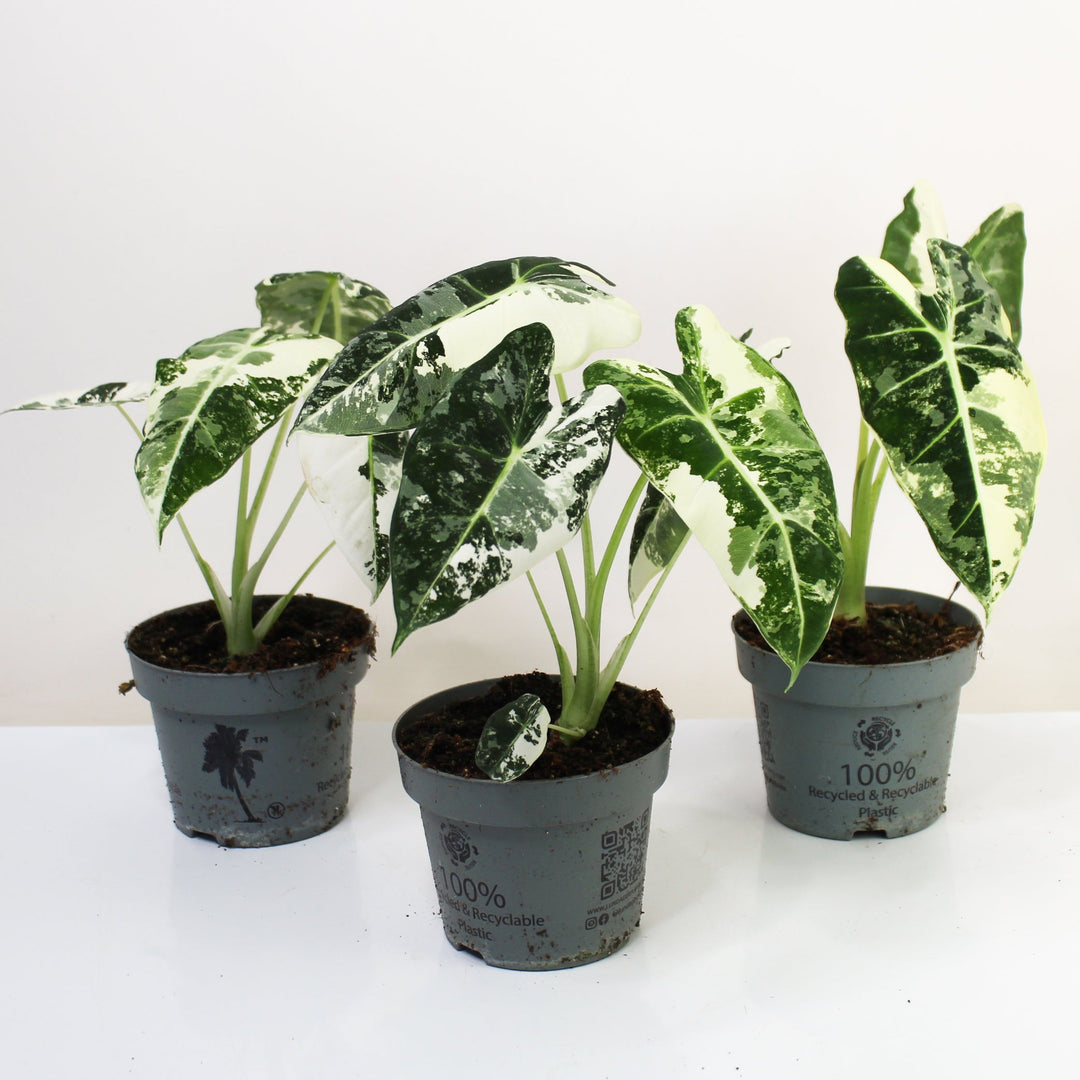 Alocasia Frydek Variegata Foliage Dreams