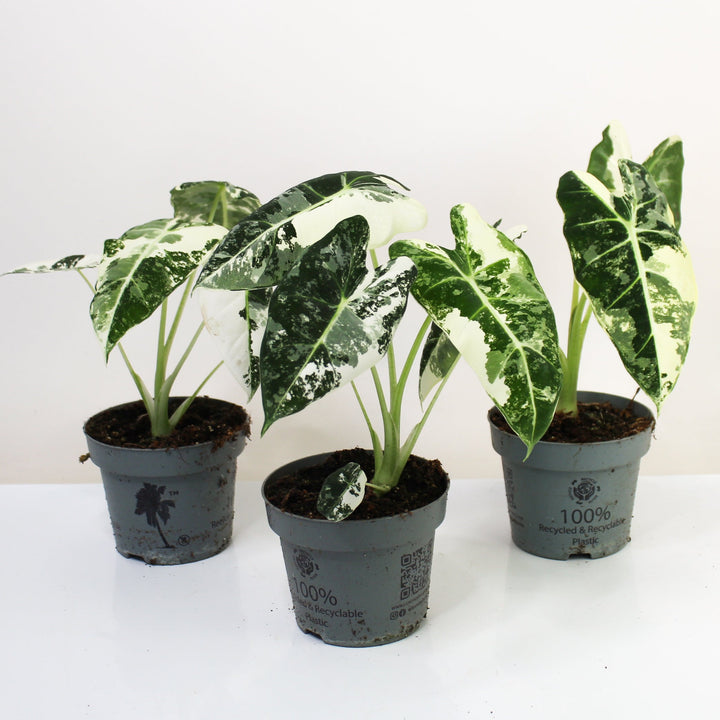 Alocasia Frydek Variegata Foliage Dreams
