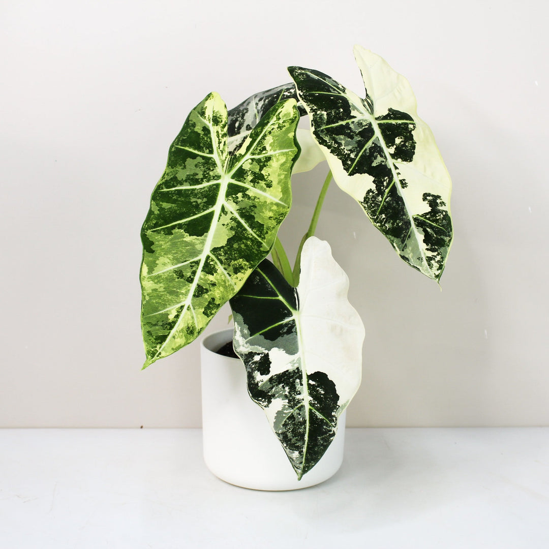 Alocasia Frydek Variegata Foliage Dreams