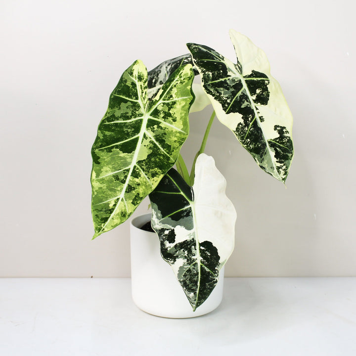 Alocasia Frydek Variegata Foliage Dreams