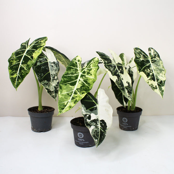 Alocasia Frydek Variegata Foliage Dreams