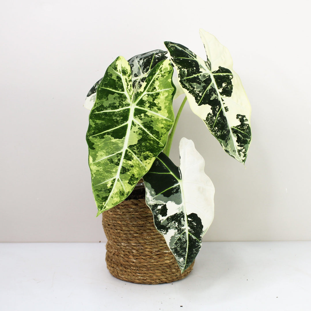 Alocasia Frydek Variegata Foliage Dreams